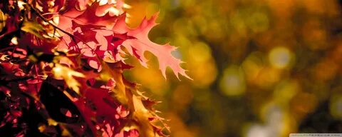 #1236586 HD Fall Leaves - Rare Gallery HD Wallpapers.