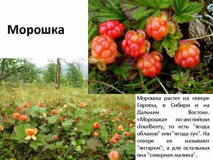 Растительный мир реки Маи: деревья, кустарники, ягоды, характерные для этой мест