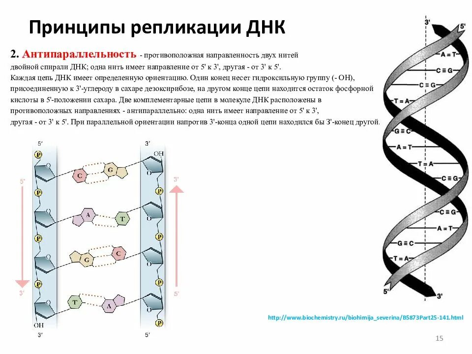 Антипараллельные цепи
