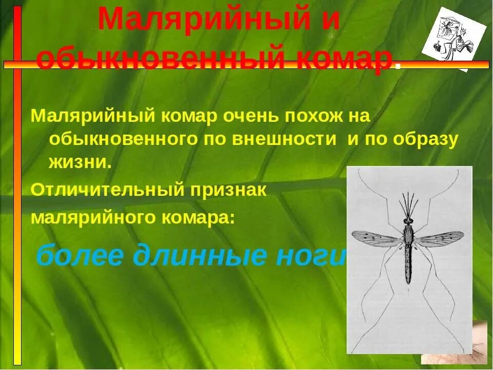 Сколько живут комары обыкновенные. Малярийный комар. Обыкновенный комар и малярийный комар. Комары презентация. Малярийный комар опасен.