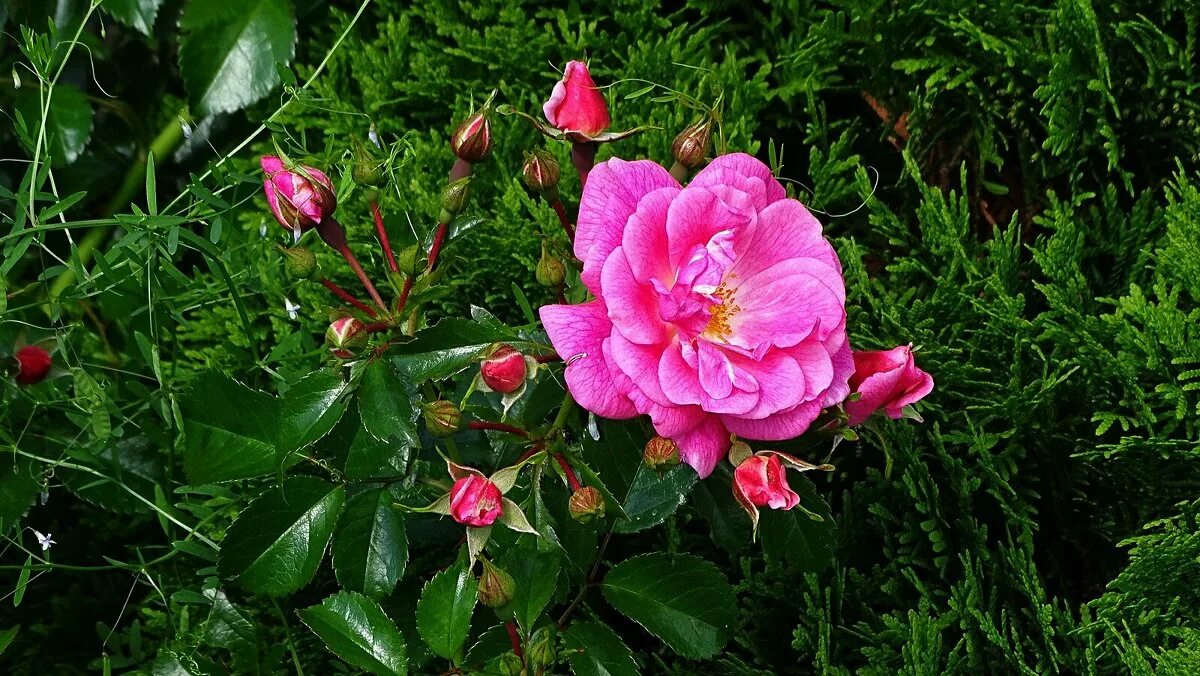 Дикую розу 1. Розы шиповниковидные. Дикую розу 1. Дикую розу 1. Дикую розу 1.