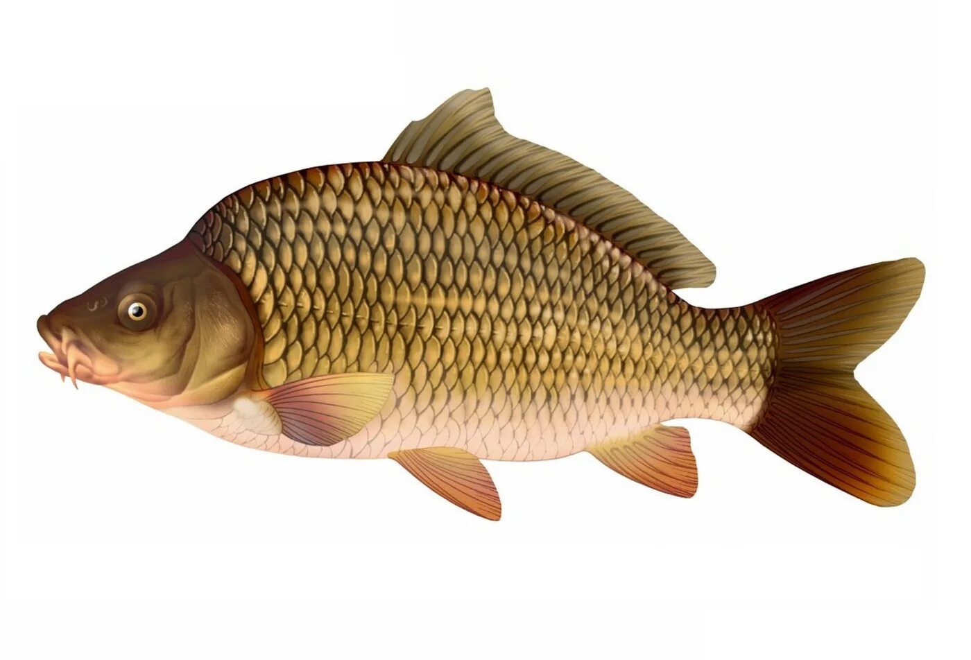 Карп латынь. Сазан (cyprinus carpio). карп на белом фоне. карп для детей. сазан на белом фоне.