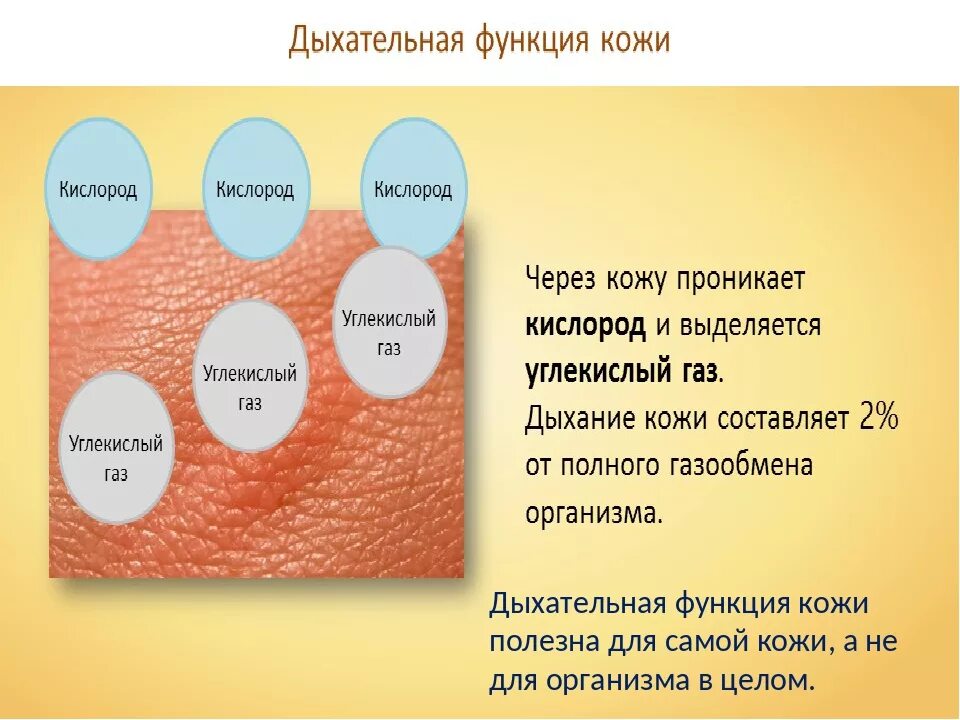 Кожа выполняет функцию с помощью. Дыхательная функция кожи. обменная функция кожи. дыхательная функция кожи человека. как дышит кожа человека.