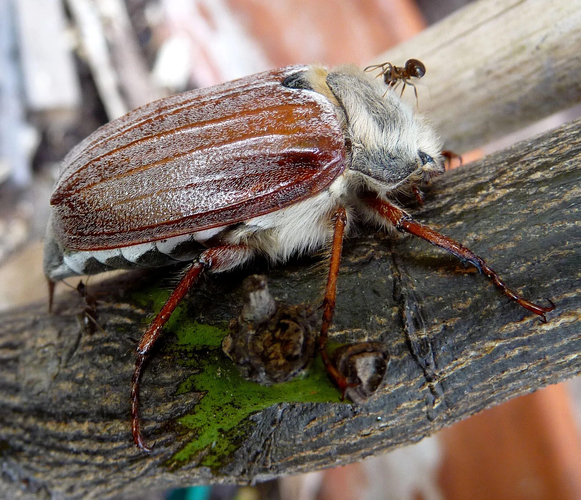 May bug