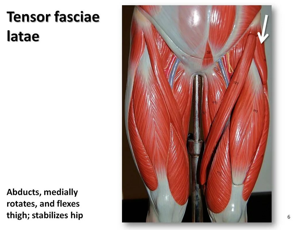 M tensor fasciae. Tensor fasciae latae muscle. фасция мышцы. т . tensor fasciae latae.