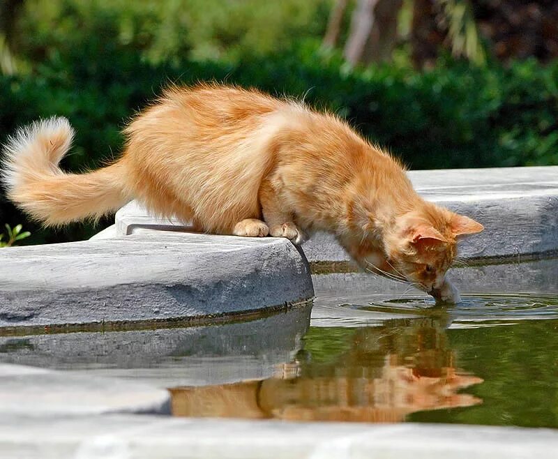 Кот у реки. Мейн-кун. Кошка плывет. Кот готовится к прыжку. Рыжий кот в воде.