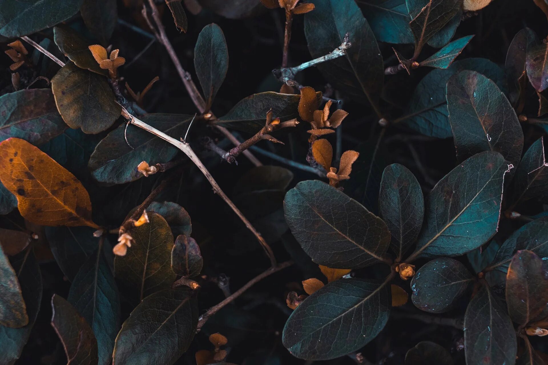 Black plants