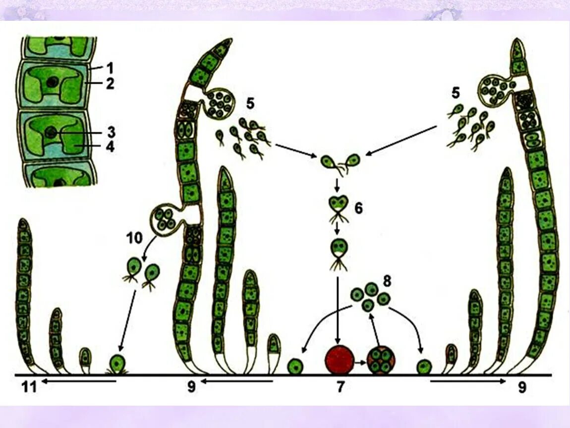 Размножение водорослей 6. Размножение водорослей. Размножение ламинарии. Размножение ламинарии рисунок. Кр водоросли размножение.