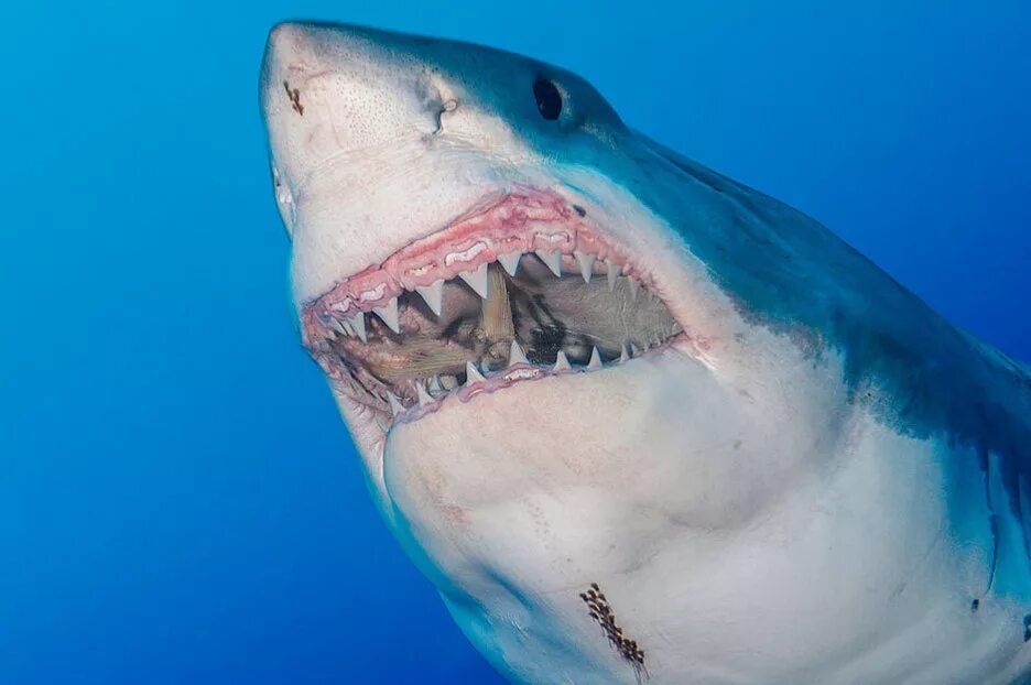 Большие зубы акулы. Тихоокеанская сельдевая акула. Людоед акула кархародон. МЕГАЛОДОН челюсть. Большая белая акула кархародон челюсти.