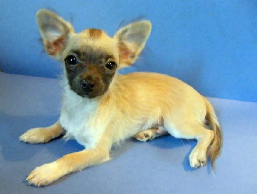 чихуа в 4 месяца