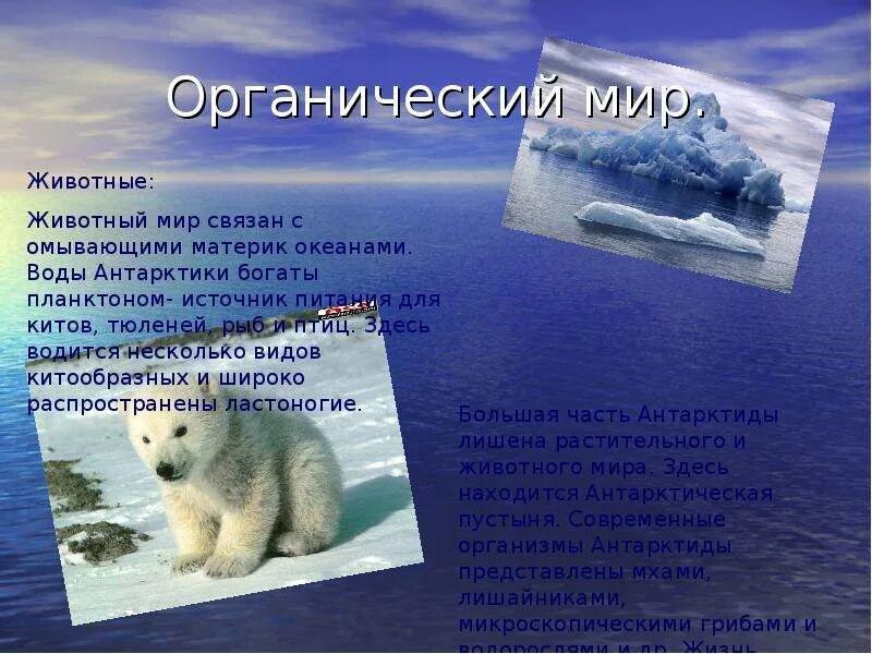 Органический мир материка антарктиды. Органический мир антарктики. животные антарктиды презентация. животное из антарктиды доклад. органический мир антарктического океана.