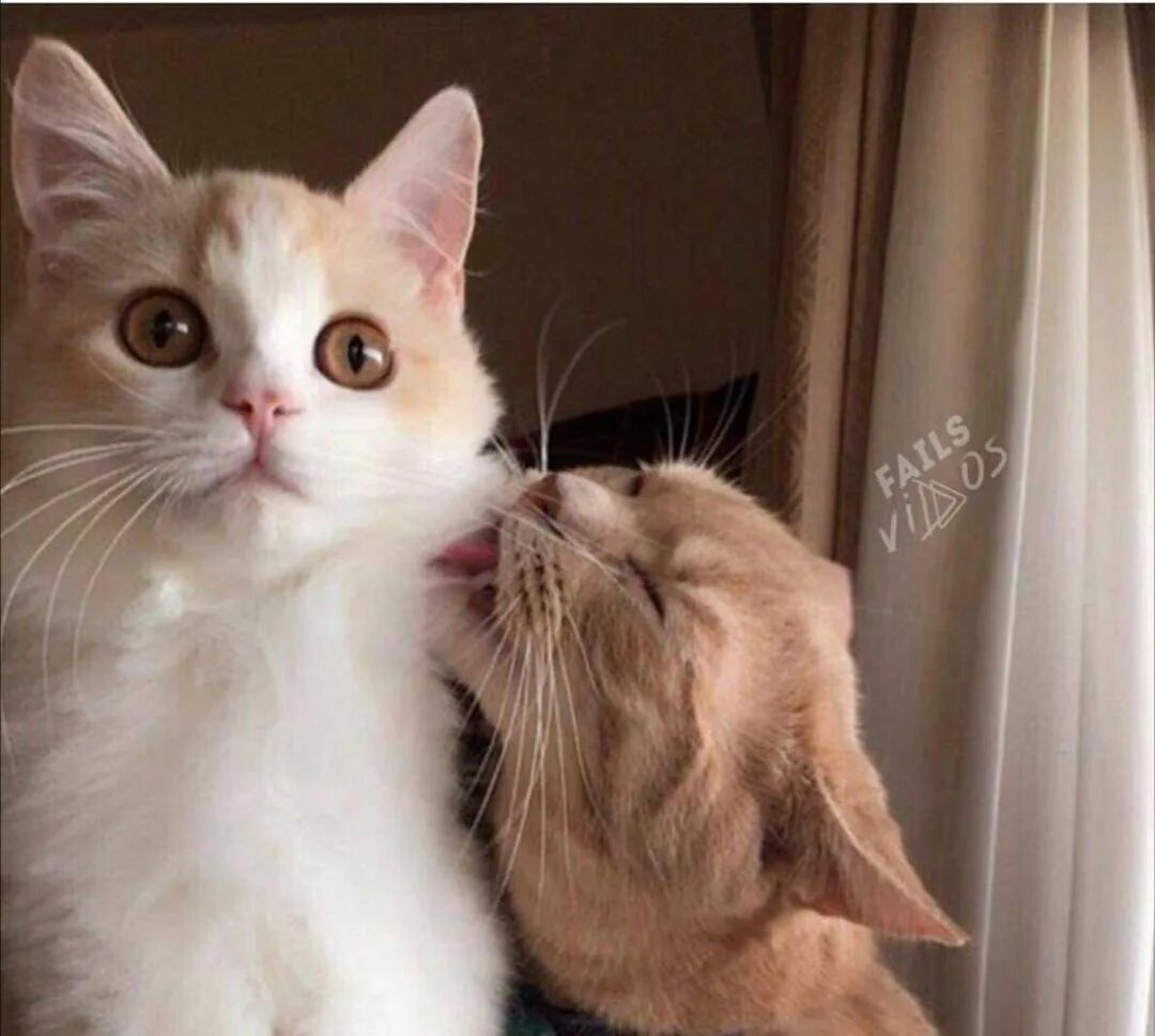 Милые котики любовь. Милые котики парные. Парные котики. Милые котики парные. Два котенка эстетика.