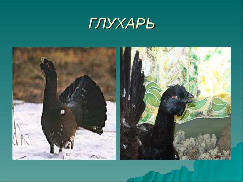 Почему глухарку так назвали. Загадка про глухаря. загадки о глухаре для школьников. загадка про глухарку. загадка про глухаря 3 класс.