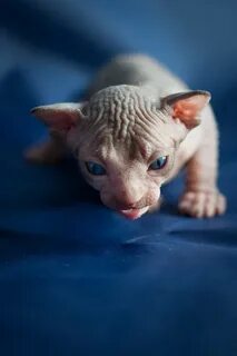 Маленькие котята сфинкс