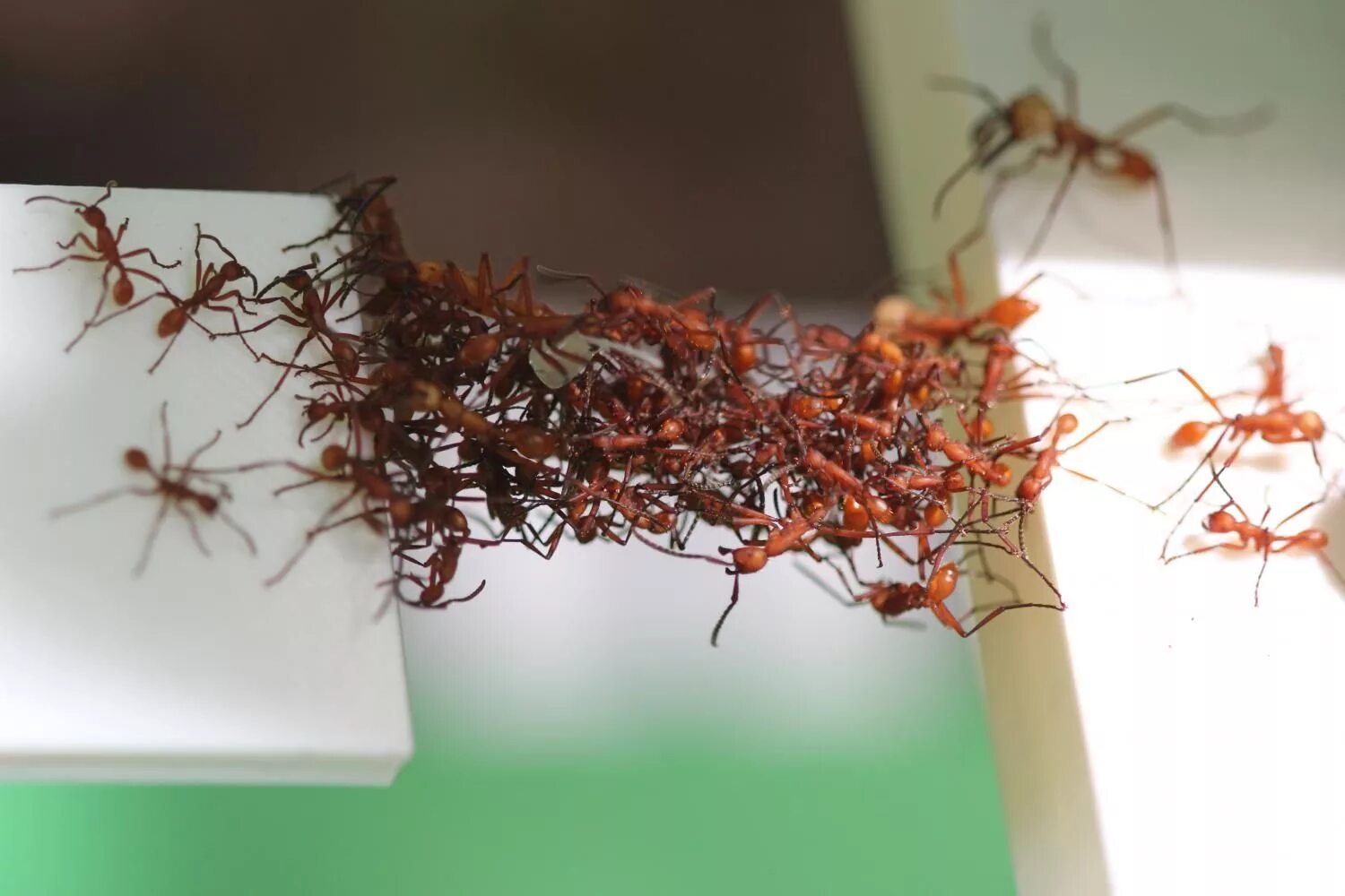 Муравей трудяга. Ant building. Рыжий лесной муравей систематика. Oecophylla smaragdina. Paraponera clavata.