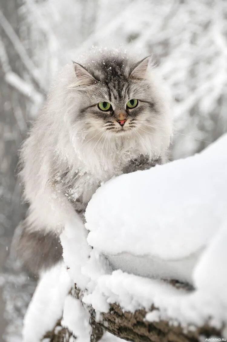 Снег идет пушистый белый. Аляскинский снежный кот. Сибирский кот белый. Кошки зимой. Кошка в снегу.