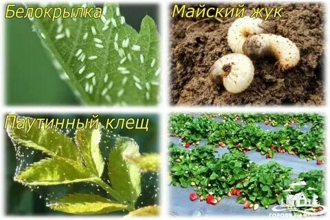 Способы борьбы с вредителями клубники