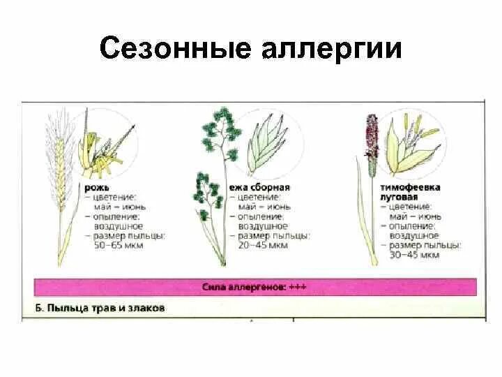 Тимофеевка перекрестная аллергия