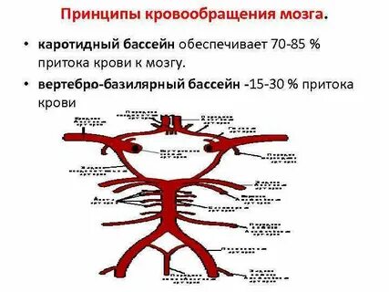 Каротидный бассейн