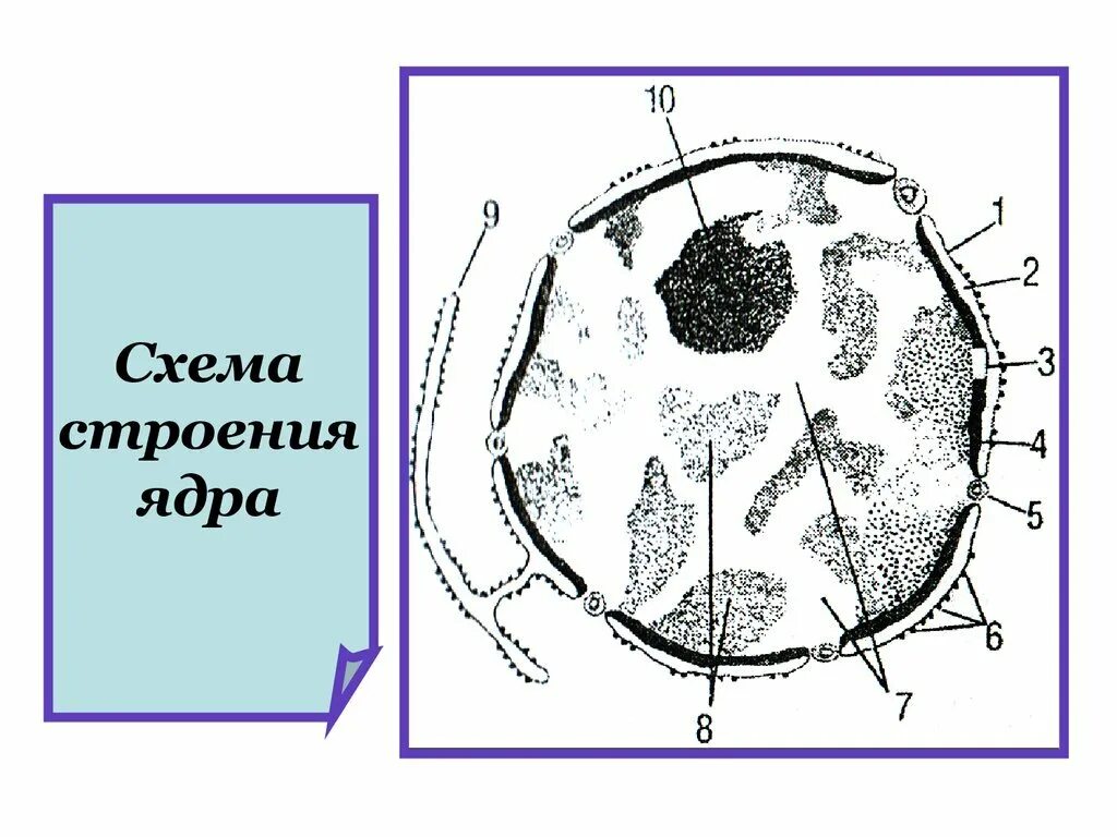 Схема ядра эукариотической клетки. Строение ядра эукариотической клетки рисунок. Строение клеточного ядра рисунок. Строение ядра эукариотической клетки. Ядро клетки схема