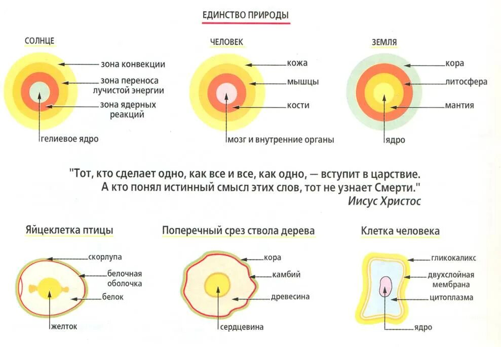 Как перенести солнце. Зона переноса лучистой энергии солнца. строение солнца зона лучистого переноса. зона перненоса лучевой энергии. зона лучевого переноса солнце.