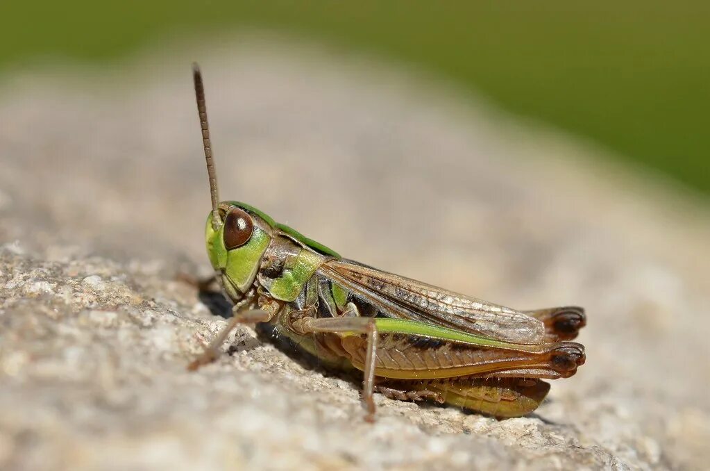 Stenobothrus stigmaticus. Отряд Прямокрылые. Прямокрылые самые интересные. Прямокрылые это. Для прямокрылых характерны