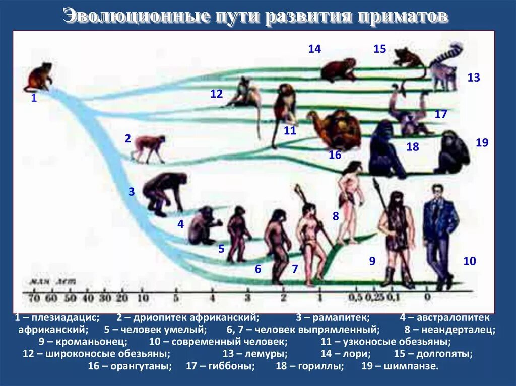 Жизни путем эволюции. Эволюционный путь развития приматов. Пути развития человечества. Эволюционный путь человека. Основные этапы эволюции приматов.