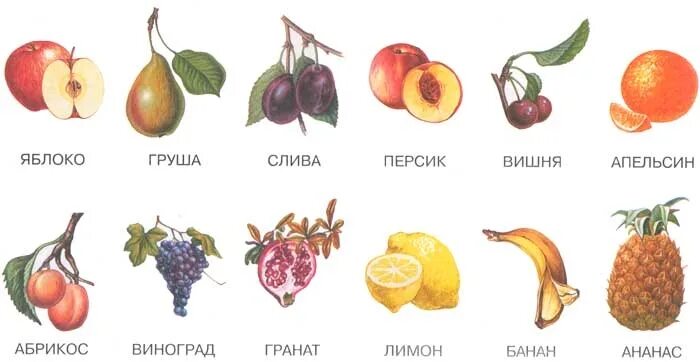 Яблоко груша 4 буквы