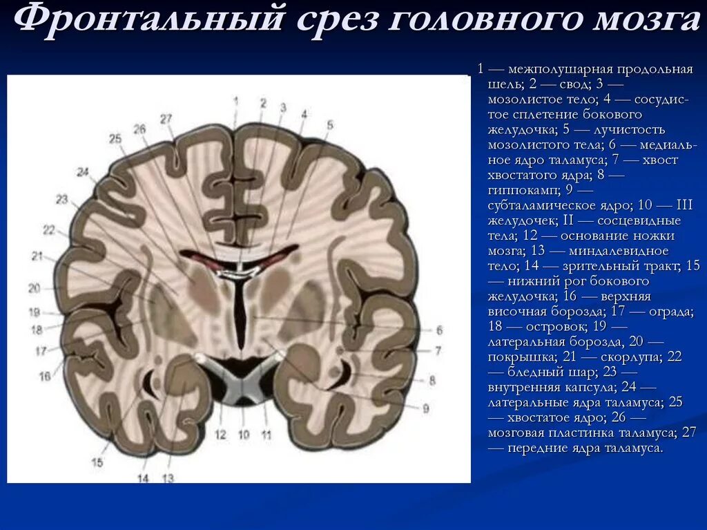 Срез головного мозга таламус. Таламус на аксиальном срезе. Строение головного мозга фронтальный срез. Желудочки головного мозга фронтальный срез.