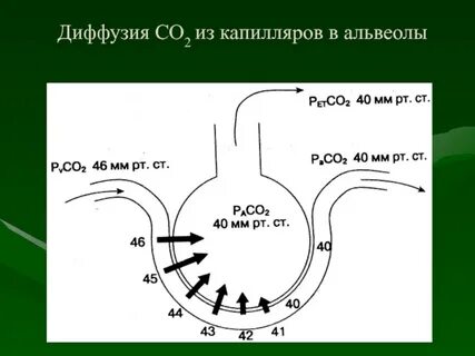 Капилляры газообмен