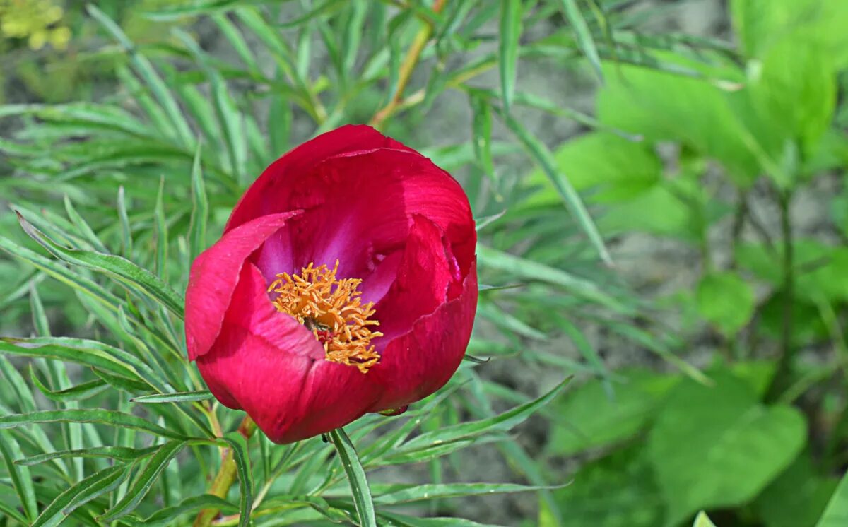 марьин корень красный. дикий пион марьин корень. пион уклоняющийся paeónia anómala. пион марьин корень. марьин корень красный.