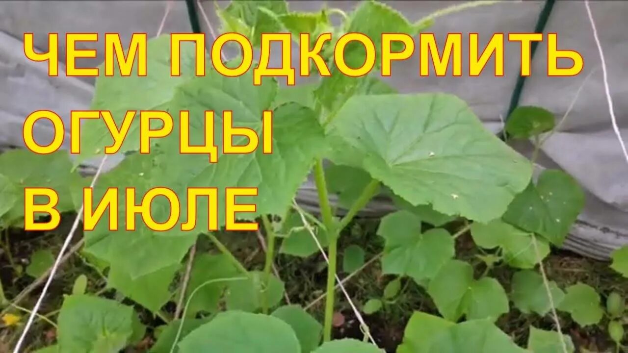 Подкормка огурцов для плодоношения в открытом грунте. Подкормка огурцов. огурцы подкормка. подкормка огурцов в теплице. подкормить огурцы в открытом грунте.