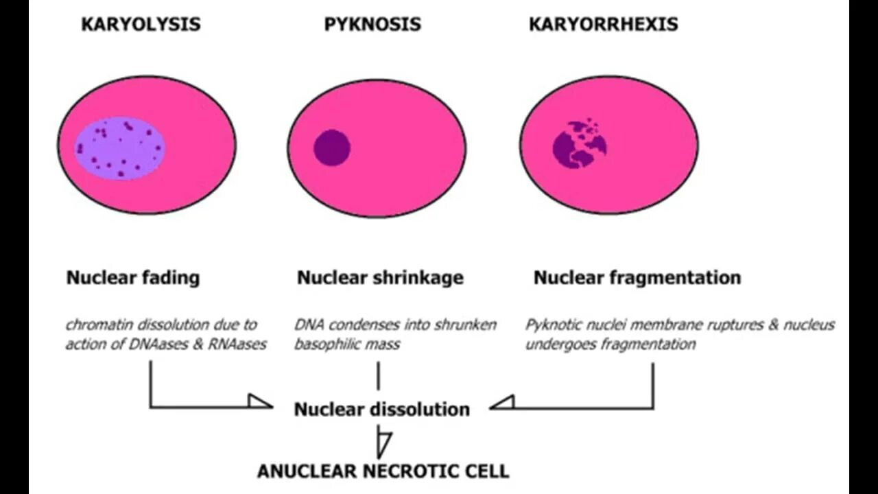 Reversed cell