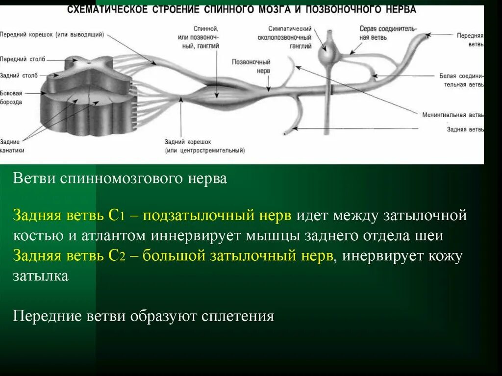 Иннервирует гладкие мышцы. Анатомические образования спинномозгового нерва.. Двигательные волокна спинномозговых нервов образованы:. Передние ветви спинномозговых нервов с1 и с2. Соединительная ветвь спинномозгового нерва.