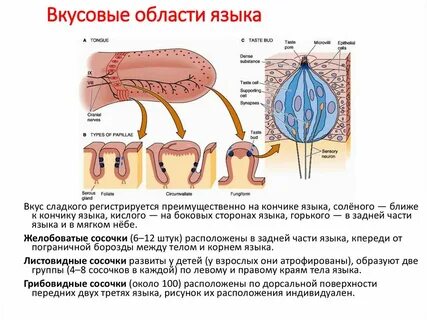 Виды рецепторов языка