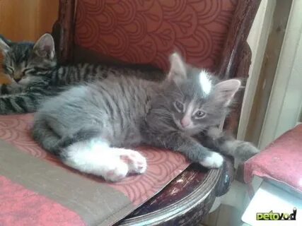 Гатчина котята в добрые