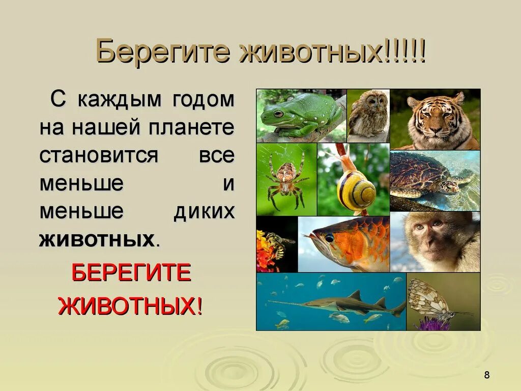 Берегите животных 3 класс. Берегите животных. берегите животных красной книги. береги животных 3 класс.