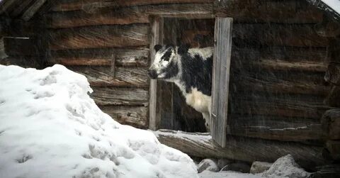 Сарай зимой