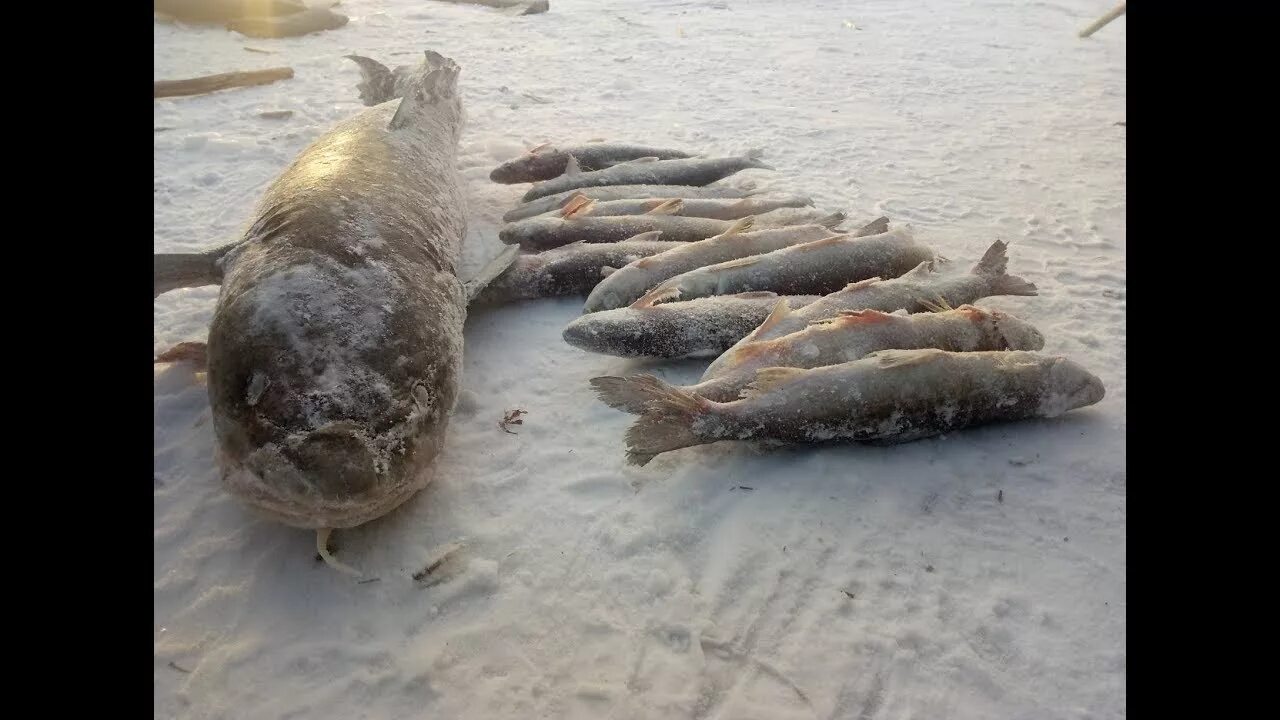 Зимняя рыбалка в якутии на налима. Сиг налим. Налим якутия. Ловля налима в якутии. Зимняя рыбалка в карелии на налима.