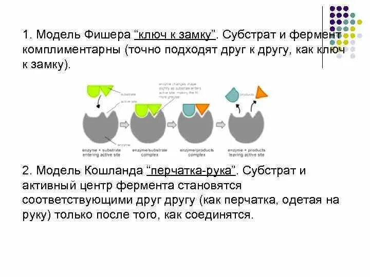 Теория ключ замок ферменты. Модель Фишера и Кошланда. Модель Фишера ключ замок. Фермент ключ субстрат замок.