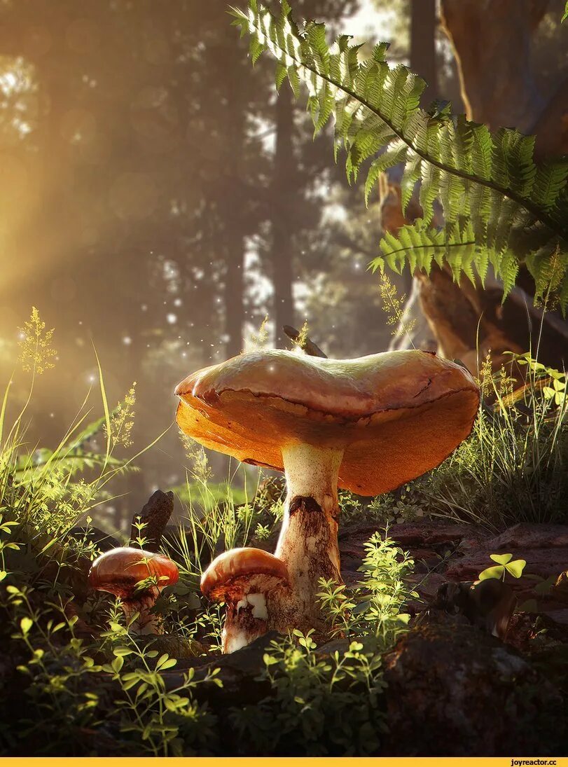 Мир природы грибы. Гриб грибник грибница. Сказочные грибы. Осень грибы. Сказочный грибной лес.