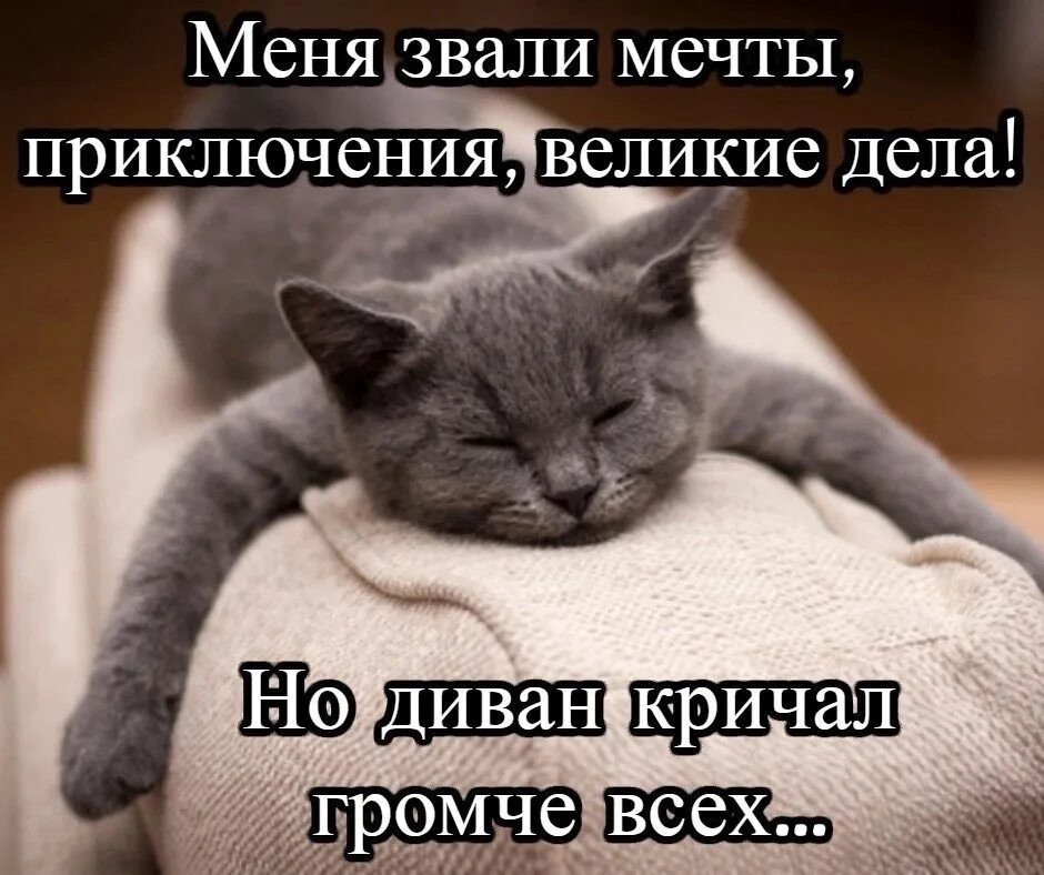 Сегодня будет лучше чем вчера. Девушка с чашкой чая у окна. Котенок потягивается. Он меня будет утром. Он меня будет утром.