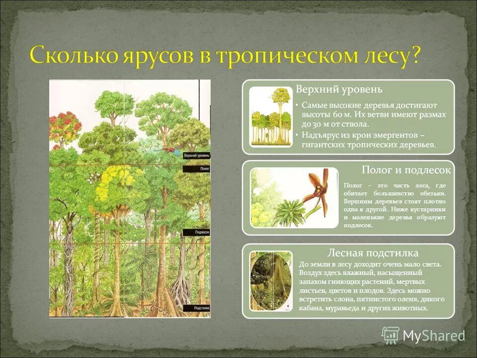 Сходства и различия надземных и подземных ярусов. Ярусность растений леса. Ярусность влажного тропического леса. Ярусы влажных тропических лесов. Ярусность тропического леса схема.