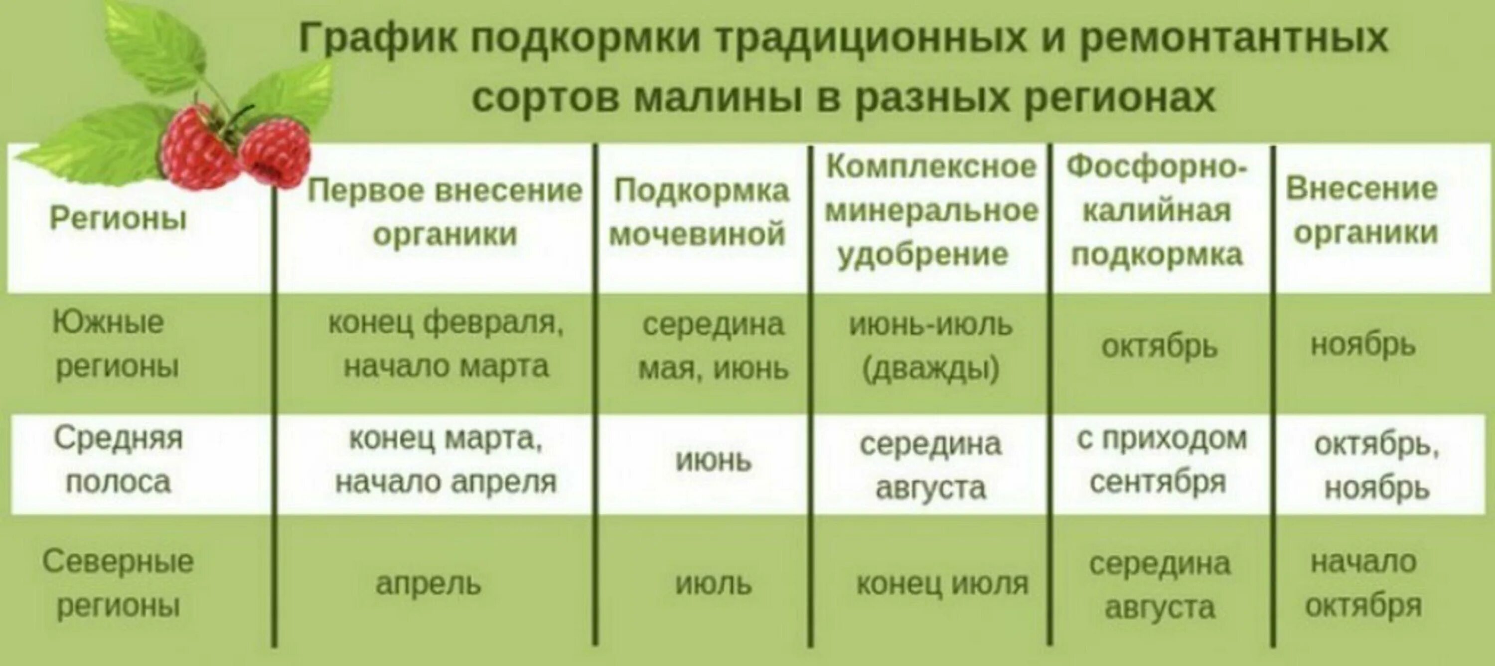 При какой температуре работают удобрения. Схемы подкормка ремонтантной малины. Схема подкормки малины. График удобрения ремонтантной малины. Схема удобрения ремонтантной малины.