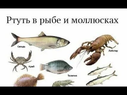 Больших количествах содержится в рыбе