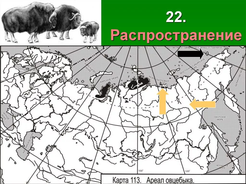 Ареал обитания овцебыка в России на карте. Овцебык ареал обитания. Ареал обитания куницы в России на карте. Овцебык ареал обитания на карте.