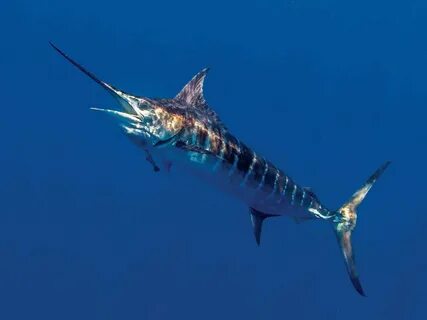 Marlin марлин