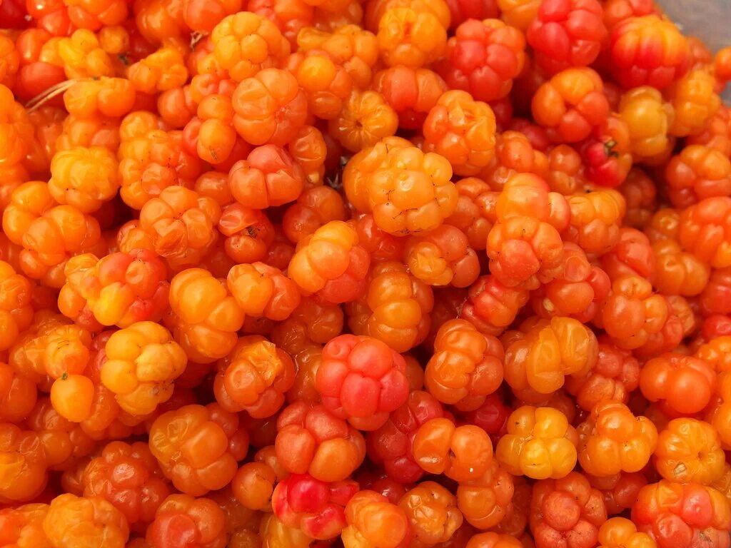 Cloudberry. Морошка ягода. Морошка ягода куст. Морошка замороженная. Морошка Солнечная ягода.