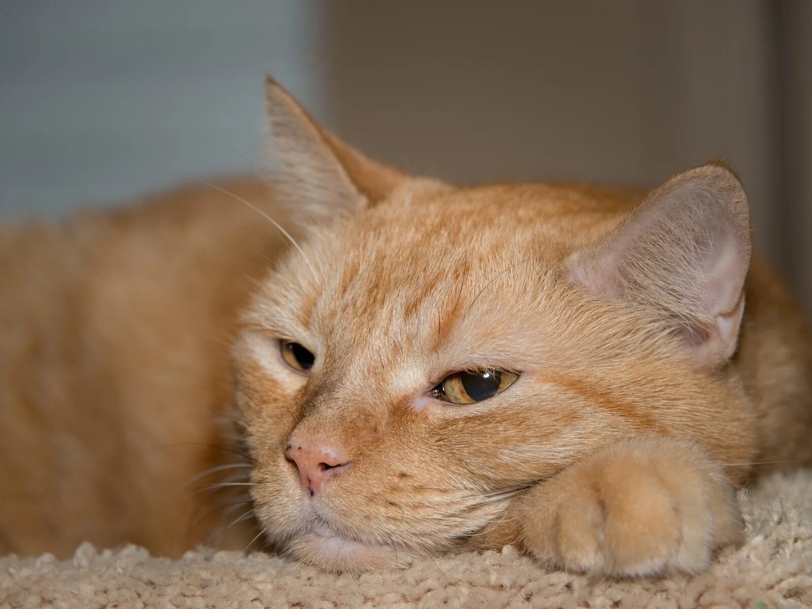 Рыжик язык. Кот метис рыжий. Европейская короткошерстная кошка рыжая. Рыжая гладкошерстная кошка. Британский рыжий кот гладкошерстный.