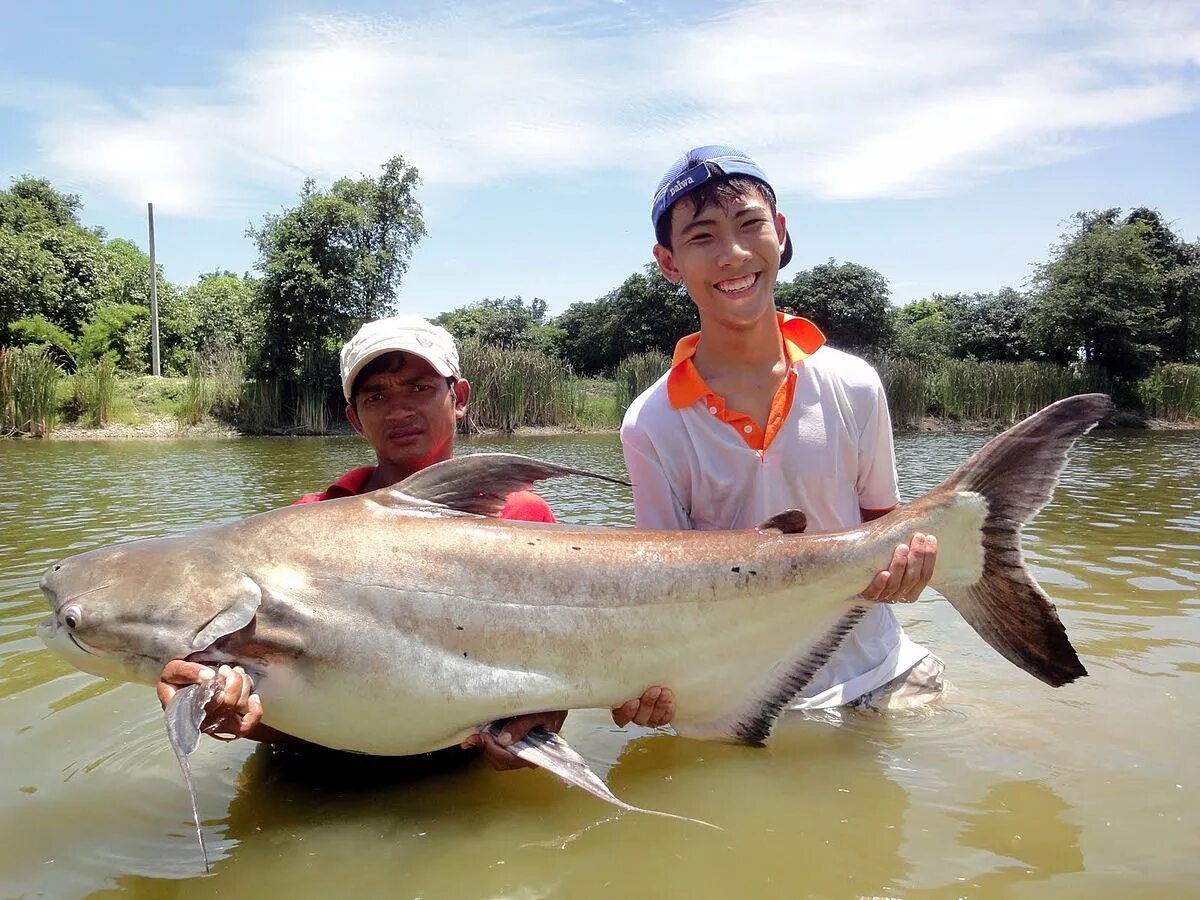 Пангасиус какая рыба. Пангасиус рыба. pangasius рыба. рыба пангасиус пангасиус. пангасиус меконг.